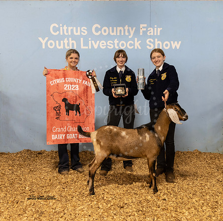 Dairy Goat Buck Champion