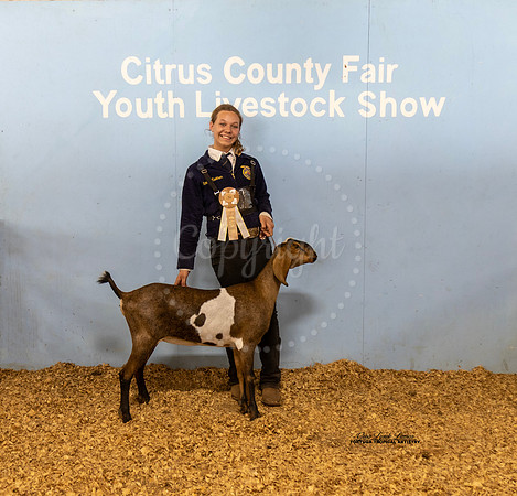 Dairy Goat Doe Reserve Champion