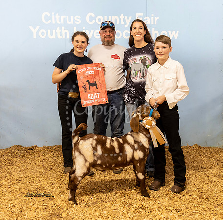Jr Breeding Buck Class 13