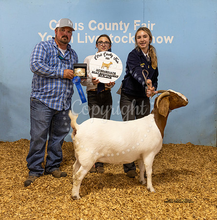Int Showmanship