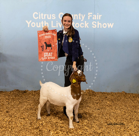 Jr Breeding Doe Class 2