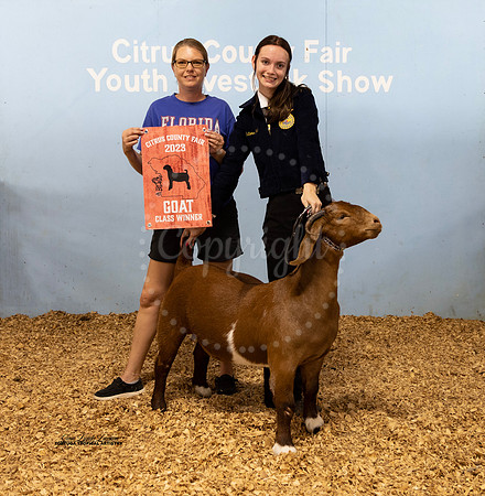 Jr Breeding Doe Class 3