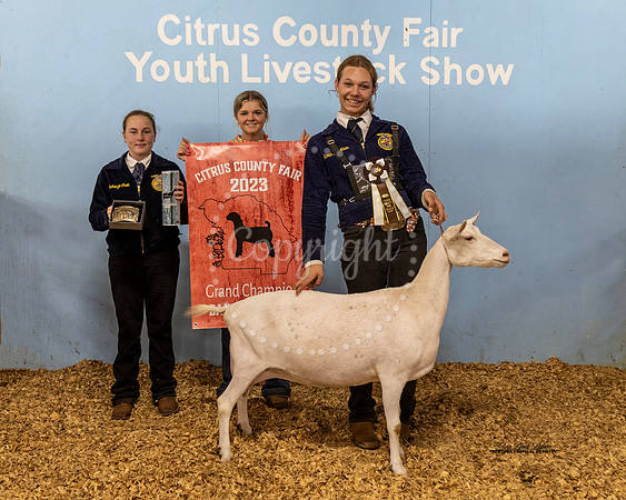 Dairy Goat Doe Grand Champion