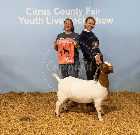 Yearling Breeding Doe Class 5