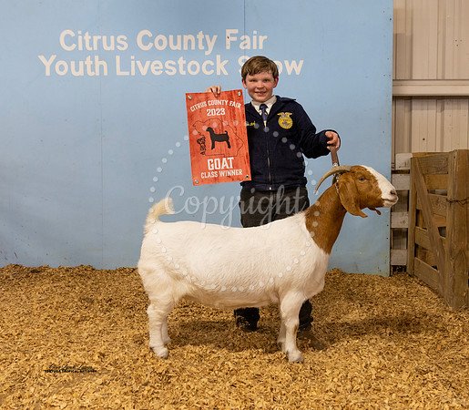 Sr Breeding Doe Class 9