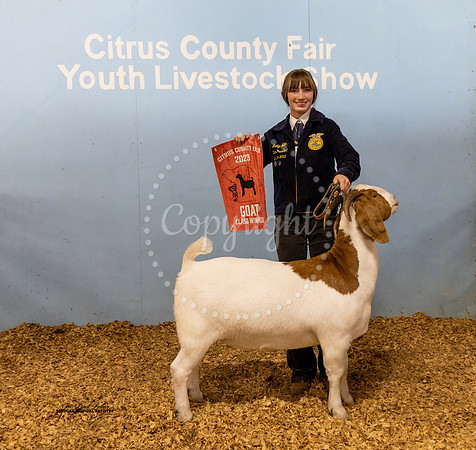 Yearling Breeding Doe Class 6