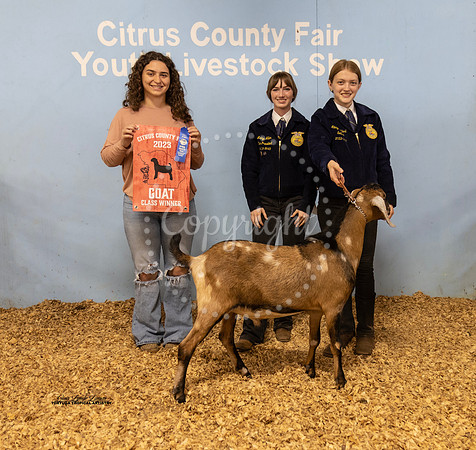Yearling Buck Class 6