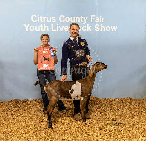 Yearling Doe Class 2