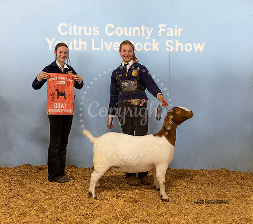 Yearling Doe Div Winner