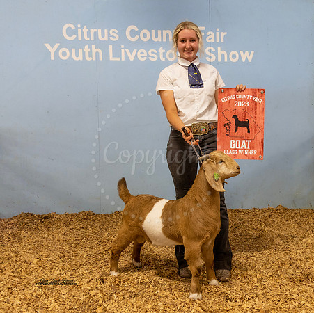 Jr Breeding Buck Class 12