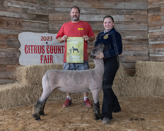 Division Winner Haired Ewe Class 1