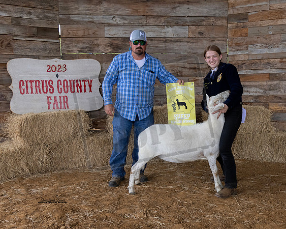 Division Winner Hair Ewe