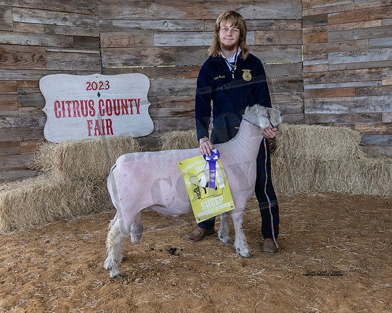 Resv Supreme Champion Ram