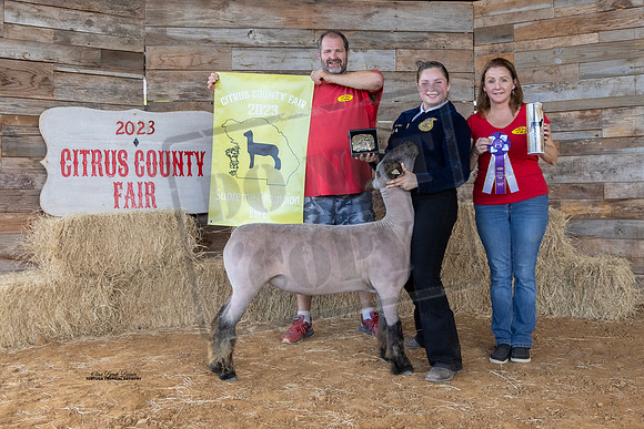 Supreme Champion Ewe