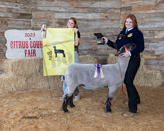 Supreme Champion Ram