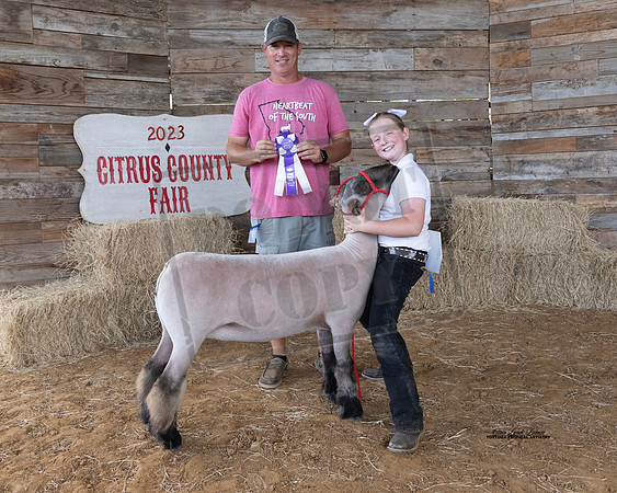 Resv Champion Ewe