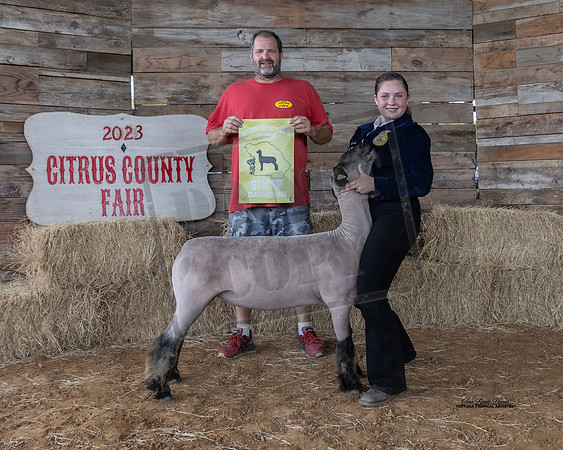 Wool Class 1 Blackface Ewe