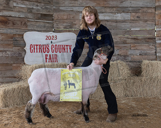 Wool Class 2 All Other Breed Ewe