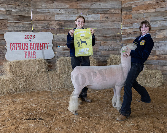 Wool Class 3 Whiteface Ewe