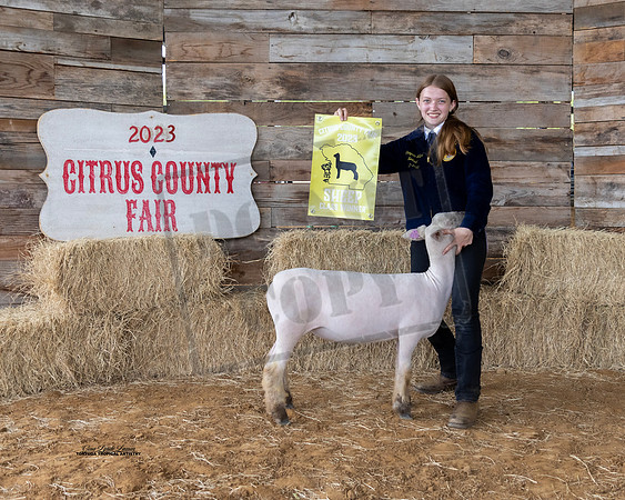 Wool Class 1 Whiteface Ewe