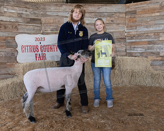 Youth Market Lamb Class 2