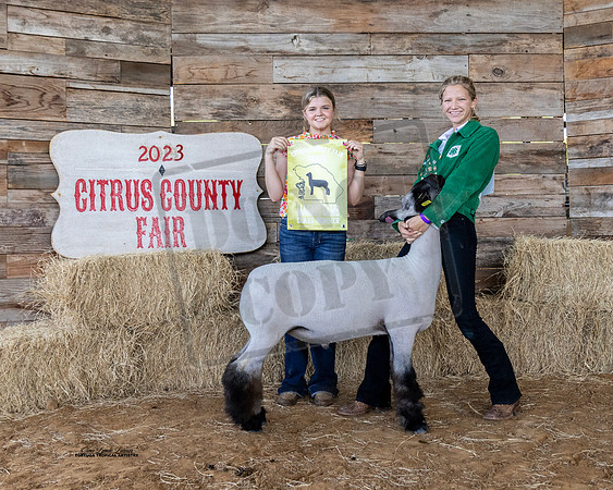 Youth Market Lamb Class 1