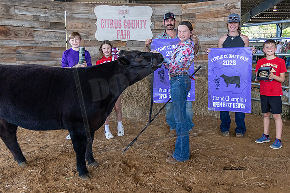 Premier Breeder Open Beef Heifer
