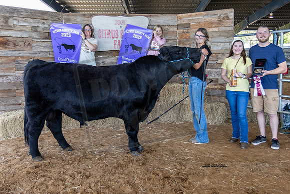 Grand Champion Beef Bull