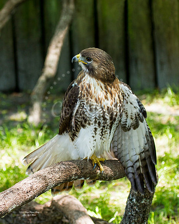 RedHawk3