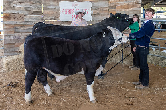 Youth Beef Premier Breeder Bull