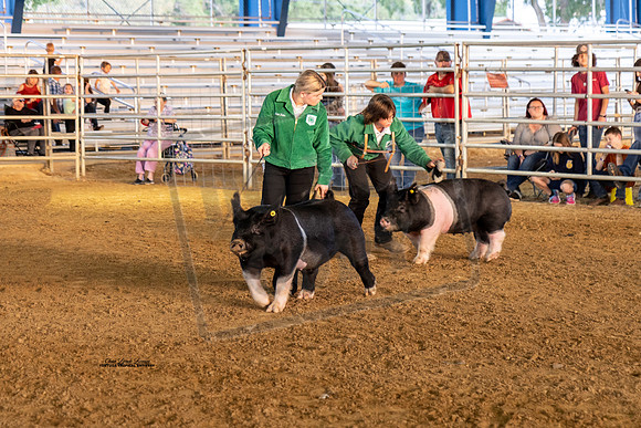 Swine Showmanship 2