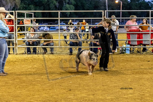 Swine Showmanship 3
