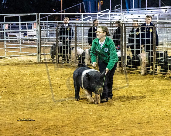 Swine Showmanship 7