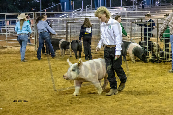 Swine Showmanship 5