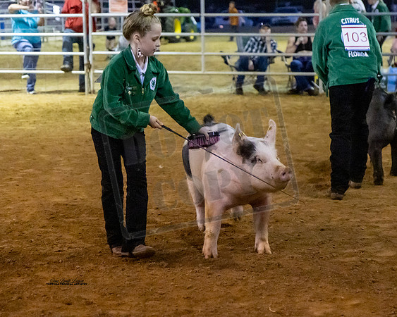 Swine Showmanship 8