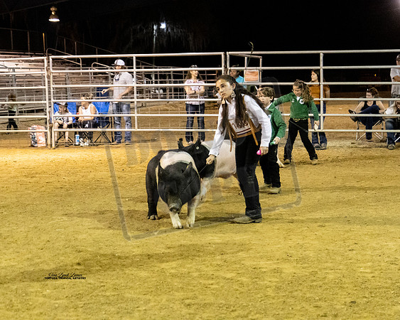 Swine Showmanship 10