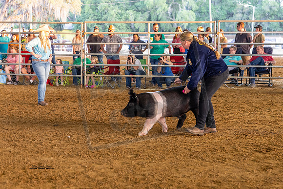 Swine Showmanship 1