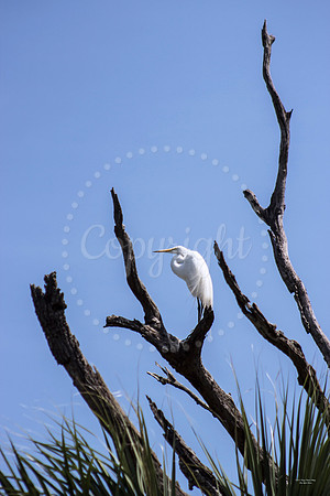 EgretLookout