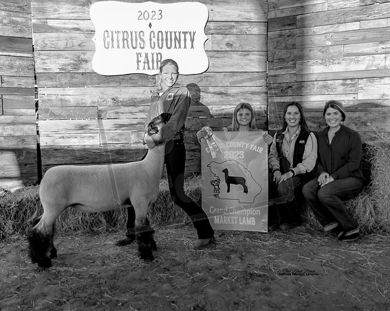 Grand Champion Market Lamb