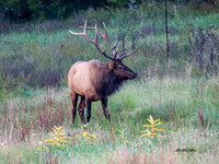 Wildlife, Animals & Aquatic