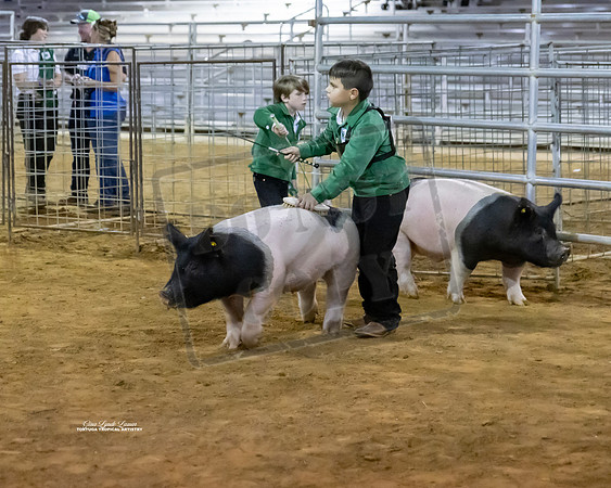 J Bolling Swine Showmanship