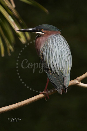 GreenHeron