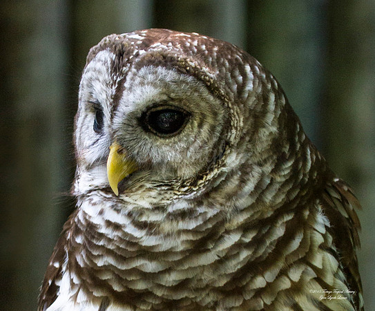 Barred Owl