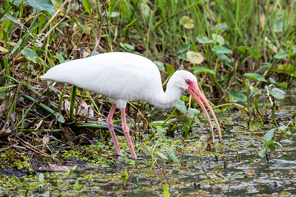FeedingIbis