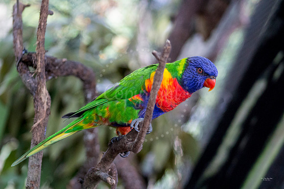 RainbowLorikeet