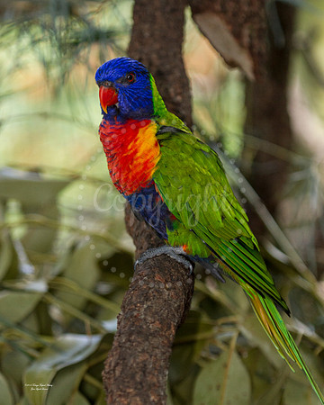 LovelyLorikeet