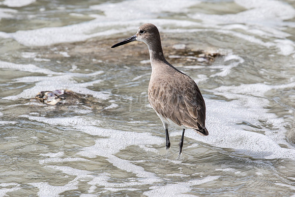 Sandpiper