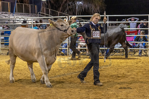 Steer Show E Schiller #1