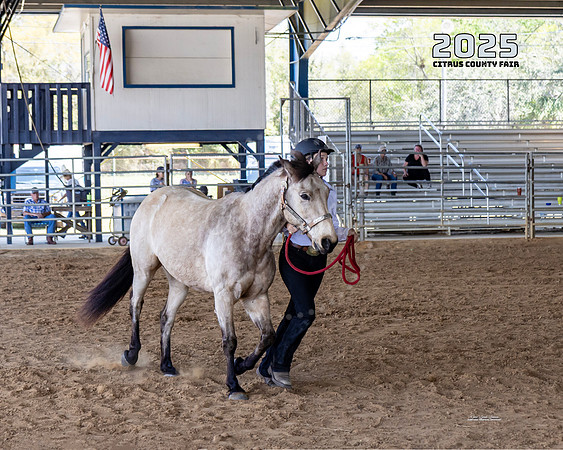 Horses 16
