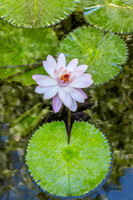 Precious Pink Lily